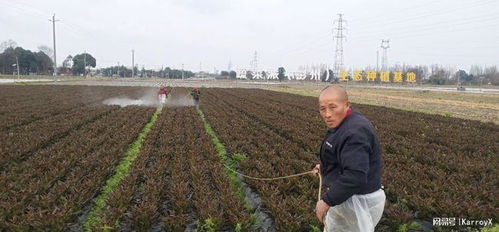 四川农业大学学子探究农业社会化服务,助力乡村振兴