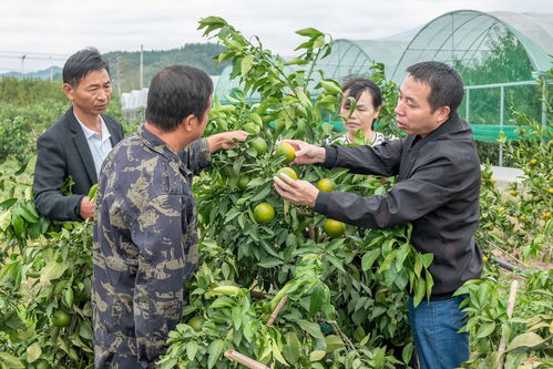 泸溪县强化农业执法服务三农 助力乡村产业振兴